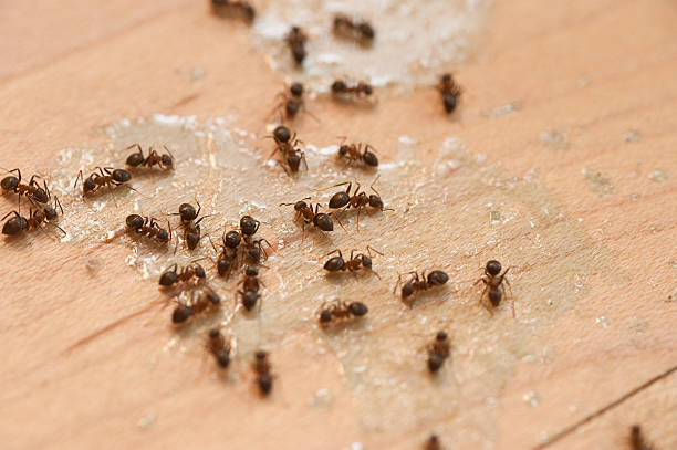 Best Pest Removal Services  in Greenvle, IL